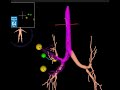 Fiducial Markers Placement   superDimension   Lung Model