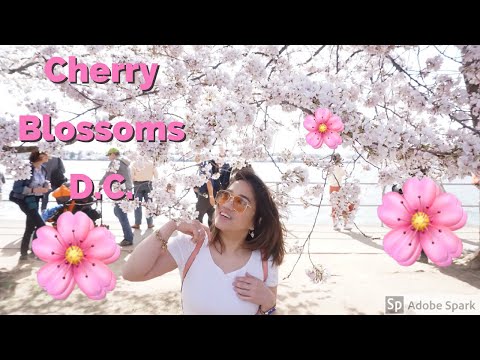 Vlog 30 : Washington DC's Cherry Blossoms + Passport Renewal Vlog 30 : Washington DC's Cherry Blossoms + Passport Renewal