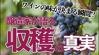 ワインの味が決まる瞬間⁉ 醸造家が語る収穫の真実