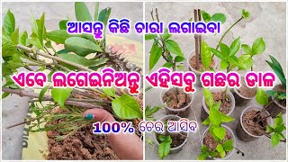 ଲଗେଇଥିବା ଡାଳରେ କେମିତି ଚେର ଆସିଛି ll ଏବେ ଲଗେଇନିଅନ୍ତୁ ଏହିସବୁ ଗଛର ଡାଳ ll ଚାରା ଲଗେଇବା ପରେ କିପରି ଯତ୍ନ ନେବେ