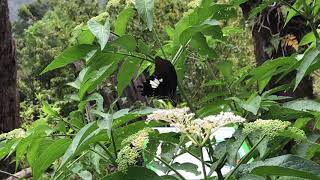 タイワンモンキアゲハ/Papilio nephelus　南山渓 2018/08/17 Nanshan Xi, Butterfly of Taiwan