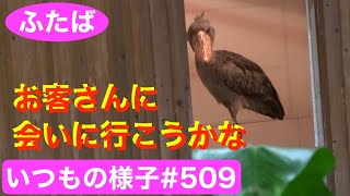 お客さんに会いに行こうかな💖go see visitors★#ハシビロコウふたば★No.509★shoebill Futaba