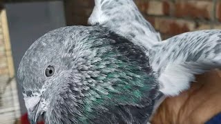 অরিজিনাল পাংখি কবুতর বিক্রি করা হবে 🔥 Raw pankhi, Jhuma pankhi, blue eyes pankhi pigeon