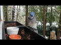 blue jays come to my window asking for food.