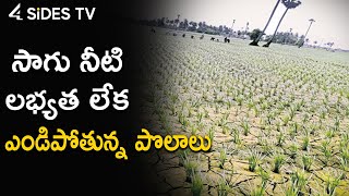 Telugu News : సాగు నీటి లభ్యత లేక ఎండిపోతున్న పొలాలు | @4SidesTvTelugu