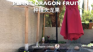 CHANG`S GARDEN 20-PLANT DRAGON FRUIT    搭棚种植火龙果