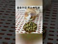 牛宠沙棘低温烘焙荷兰猪粮上架啦！！！ 荷兰猪 荷兰鼠 荷兰猪配粮 @牛宠宠物品牌