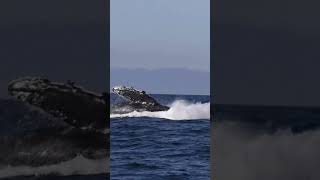 Best place to see Humpbacks aboard @Princess Monterey Whale Watching in Monterey CA