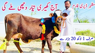 Mazhar  Dairy Farm | Australian Cow | Jersey cholistani Cows | Bismillah best | 5 April 2024