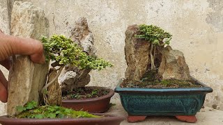 GIAO LƯU TIỂU CẢNH VÀ BONSAI MINI /BONSAI BỎ TÚI