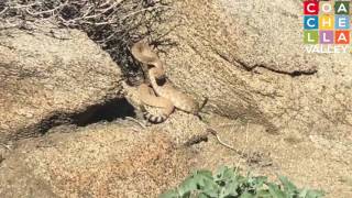 Rattlesnake encounter in middle of Winter