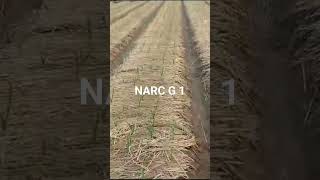 NARC G1 Garlic. #agriculture #asifjaved77 #farming #garlicfarming #garlicg1farming #narcg1