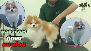 บอกวิธีการตัดขนหมาปอม งานกรรไกร เบื้องต้น คลิปที่ 2/How To Pomeranian Hair Cut With A Scissor✂️