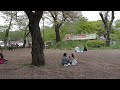 お花見散歩　散りゆく桜　井の頭公園の桜　2024 04 11 a8