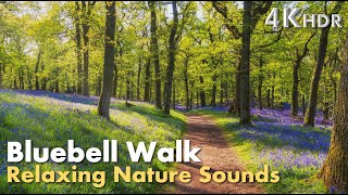 Serene Bluebell Forest Walk in BRISTOL | Peaceful English Woodland [4K HDR]