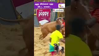 ஆறு வீரர்களை கதற விட்ட காளை... | Palamedu Jallikattu 2025 | Jallikattu 2025