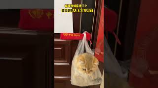 邻居说以后禁止元宝再去串门😂😂#记录猫咪日常 #谁能拒绝傻憨憨的小猫咪 #金渐层 #铲屎官的乐趣 #小猫咪能有什么坏心眼