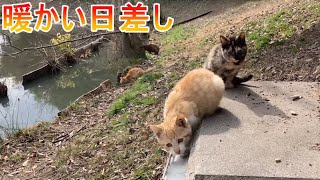 寒波が去り、子猫たちが外に出てきた