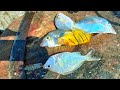 Colourful Trevally Fish Cutting | Fresh fish cutting | rs -600  CT 360*🔪