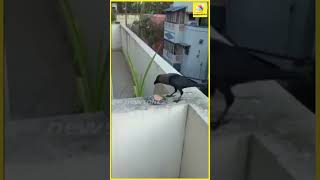 மனிதர்களை போல் ஸ்டைலாக Biscuit சாப்பிடும் காகம் | Crow Viral video | #Shorts