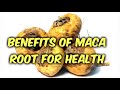 What Is Maca- Health Benefits Of Maca