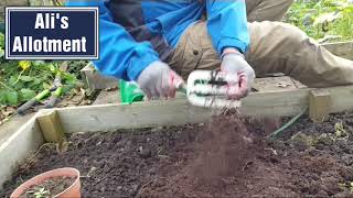 How to improve heavy clay soil | allotment growing | shokher bagan