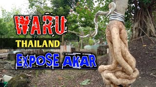 Waru bonsai program exposes roots | root exposed | country