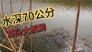 水深70公分的小河，竟然大板鲫一条接着一条