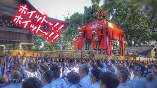 2024.11.03 京都市 伏見区 淀 與杼神社 【東社 神輿会】宮入 神輿振り·差し上げ など