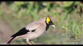 Wattled Starling in 4K     (Etosha National Park)