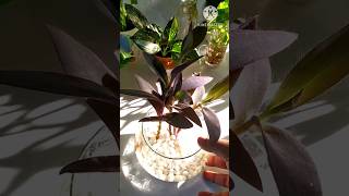 #shorts || DIY Purple Heart Plant Cutting #diy