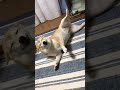 家に帰るとこんな顔で出迎えてくれます🥰とてつもない満面の笑み🤤 柴犬 犬 癒し動画 アイラブユー 目がない 首回りのお肉がすごい shorts