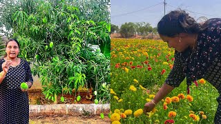 మన Farmhouse లో మొదటిసారి కొత్తరకం పంట| Harvest | flower garden | Life at Farmhouse | Sridevi |