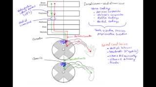 Dorsal Column Medial Lemniscus Pathway (DCML) - MADE EASY