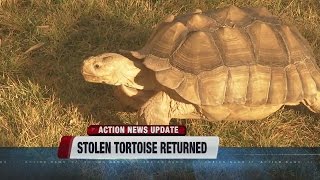 Stolen tortoise returns home