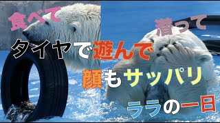 【円山動物園シロクマ】食べて潜ってタイヤで遊んで顔もサッパリ、ララの1日