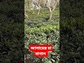 tea garden of assam natural beauty of tea garden