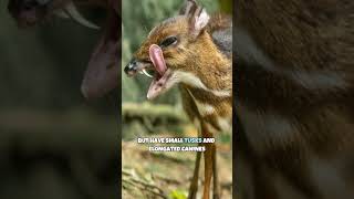 Chevrotain | Not Mouse Nor Are They Deer #shorts