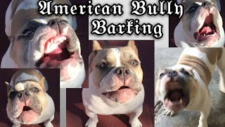 AMERICAN BULLY BARKING😍