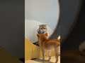 手短但打的超凶柴犬宝宝 猫狗双全 猫狗大战