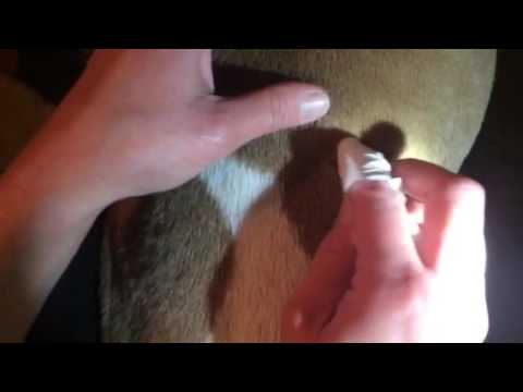 How to remove a tick without tweezers How to remove a tick without tweezers