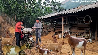 Farmers continue to sell more goats at high prices (EP269)