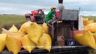 Vietnamese farmers harvest hundreds of tons of rice with a rudimentary harvester.