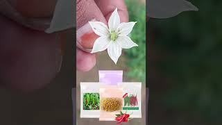 ವೈರಸ್ ಅನ್ನು ತಡೆದುಕೊళ్ళువ ಮೆಣಸಿನ ಬೀಜ ಯಾವದು ..? - #seeds #educational #information #farmer #viral