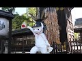 京都ちょこっと散歩「豊国神社」kyoto toyokuni shrine