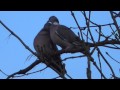 Woodpigeons act like just mated 21feb15 Cambridge UK 303p