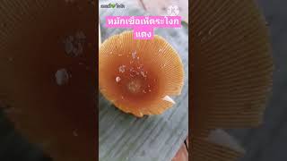 หมักเชื้อเห็ดระโงกแดงครับ