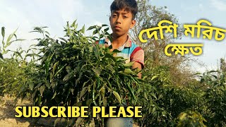 দেশি কাঁচা মরিচ: 5 টি অদ্ভুত তথ্য#মালচিং পদ্ধতিতে মরিচ চাষ