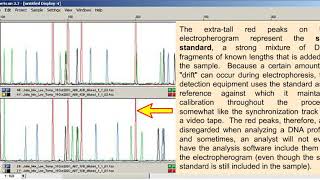 animation that explains more about electropherogram interpretation