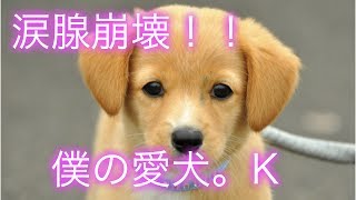 【涙腺崩壊】犬小屋に行った時、愛犬は亡くなっていた。泣ける話　後悔